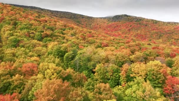 Cinematic Levendige Herfst Achtergrond Snelle Vlucht Boven Kleurrijk Rood Geel — Stockvideo