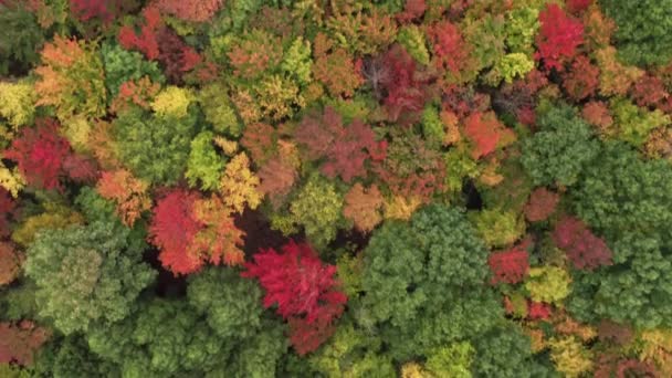 空中俯冲在五彩斑斓的密林之上 明亮的落叶背景为复制空间 阳光明媚的秋天 森林一片生机勃勃 佛蒙特州的黄 橙秋季落叶 — 图库视频影像