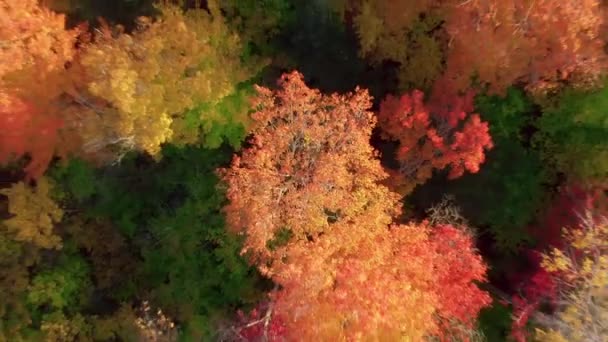 Cinematic Levendige Bos Zonnige Herfstdag Scenic Geel Rood Oranje Herfstbladeren — Stockvideo