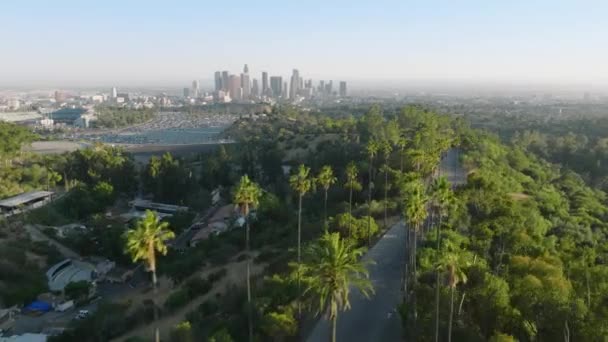 Drone Flying Road Lined Tall Green Palm Trees Palms Golden — Stock Video