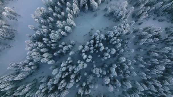 无人机飞过茂密的针叶林 常绿的森林 从上面看冬季梦游目的地的运动背景 高质量的4K镜头 — 图库视频影像