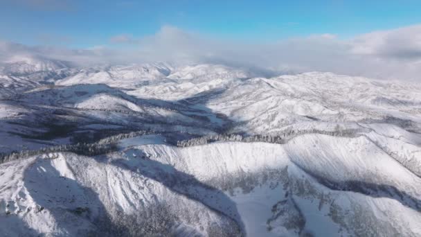 背景に針葉樹の木と鮮やかな日の出と冬の不思議の国 雪に覆われた山の峰の上の鮮やかな青いスカイラインのドローン映像 高品質4K映像 — ストック動画