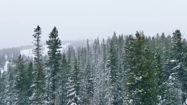 Gęsty Wiecznie Zielony Las Stromych Zboczach Poniżej Mglistego Nieba Widok — Wideo stockowe