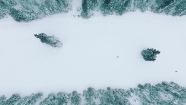 Imágenes Aviones Tripulados Esquiador Bajando Por Ladera Rodeado Bosques Abetos — Vídeos de Stock