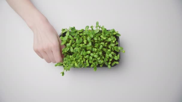 Femme Toucher Maison Planté Verdure Dans Récipient Comme Voit Haut — Video