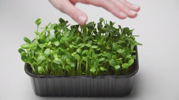 Close Mãos Femininas Tocando Microgreens Verduras Aromáticas Com Respingo Cor — Vídeo de Stock