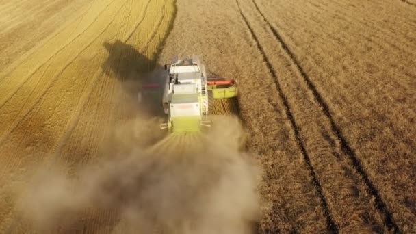 作物は上から見たように畑から切り取られ収集されます フィールド内の結合器の空中ビュー 高品質4K映像 — ストック動画