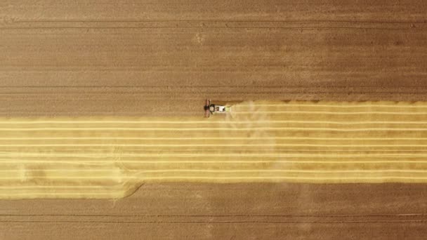 Μια Διαδικασία Συλλογής Ώριμων Καλλιεργειών Όπως Φαίνεται Από Ψηλά Αεροφωτογραφία — Αρχείο Βίντεο