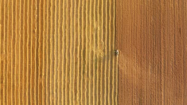 田里的农业合成器的空中摄像 从上面看到的作物收集 高质量的4K镜头 — 图库视频影像