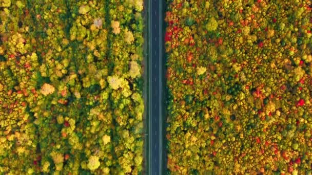 ニューイングランドのロードトリップは コピースペースで空中の背景に落ちます 秋の日に美しいカラフルな森に囲まれた空の道路の上を飛行ドローン オレンジの秋の木の上に葉 — ストック動画