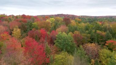 New Hampshire 'da manzara sarısı, kırmızı, turuncu sonbahar yaprakları. 4K sonbahar yeşillik arkaplan kopyalama alanı. Güneşli sonbahar gününde sinematik hareketli ormanlık. Rengarenk sık ormanın üzerinde havadan uçan İHA uçuşu