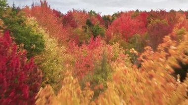 New England 'da manzara sarısı, kırmızı, turuncu sonbahar yaprakları. 4K sonbahar yeşillik arkaplan kopyalama alanı. Güneşli sonbahar gününde sinematik hareketli ormanlık. Rengarenk sık ormanın üzerinde havadan uçan İHA uçuşu
