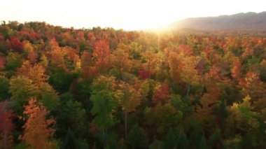 Dağ tepelerinde güzel bir sonbahar yeşillik ormanı. Altın parıldayan günbatımının son ışınları sinematik kırmızı ağaç taçlarına vurdu. Yükselen altın güneşin ilk ışıkları yeşil ağaçların üzerinde parlıyor.. 