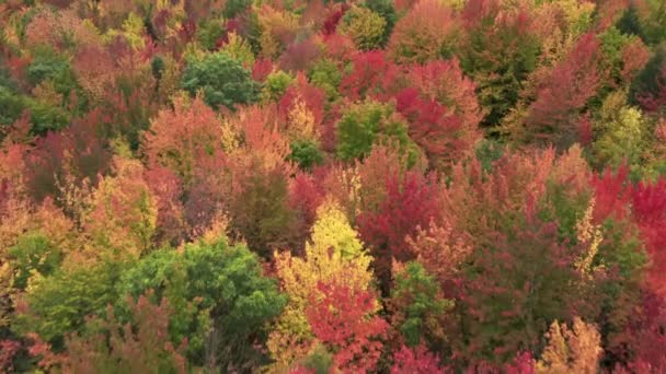 カナダの風光明媚な黄色 オレンジの紅葉 明るい紅葉背景コピースペース 晴れた秋の日には 映画的な鮮やかな森 カラフルな鬱蒼とした森の上の空中トップダウンドローン飛行 — ストック動画