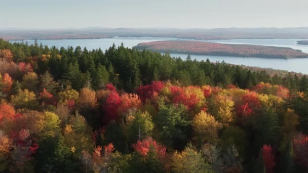 Drone Cámara Captura Impresionantes Colores Follaje Otoño Paisaje Naturaleza Cinematográfica — Vídeo de stock