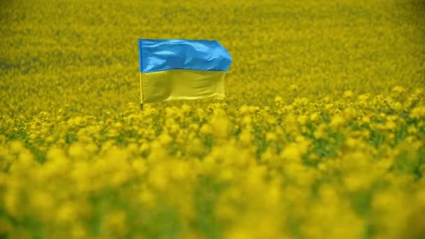 Ukrainian Flag Rape Canola Yellow Field National Flag Ukraine Flies — Stock Video
