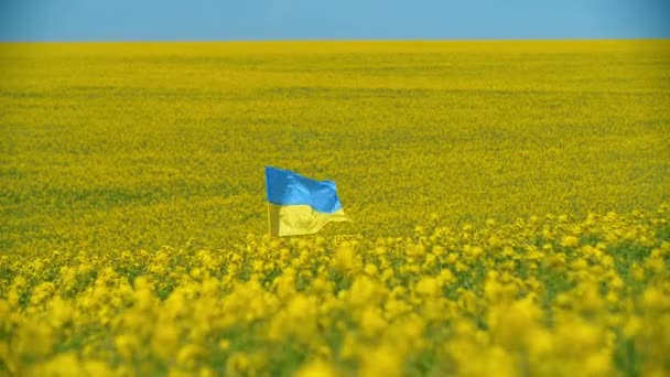 Εθνική Σημαία Της Ουκρανίας Μπλε Ουρανό Και Κίτρινο Φόντο Τομέα — Αρχείο Βίντεο