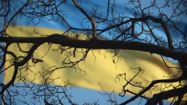 Ramas Árbol Oscuro Fondo Bandera Ucrania Imágenes Alta Calidad Bandera — Vídeos de Stock