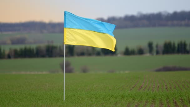 Український Прапор Пурхає Вітрі Задньому Плані Горизонт Закрийся Прапор Стоїть — стокове відео