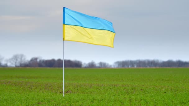 Ουκρανική Σημαία Κυματίζει Έναν Άνεμο Ένα Φόντο Της Φύσης Στέκεται — Αρχείο Βίντεο