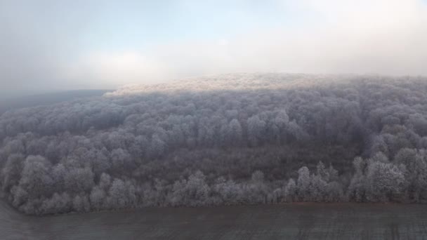 Kiev Ucrania Imágenes Aéreas Maravilloso Paisaje Nevado Bosque Caducifolio Alto — Vídeo de stock