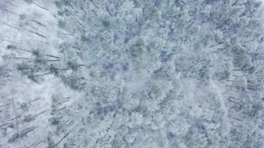 Kyiv, Ukrayna. Karlı uzun ağaçlarla dolu şaşırtıcı doğal manzara. Kış mevsiminde yoğun bitki örtüsünün hava görüntüleri. Yüksek kalite 4k görüntü