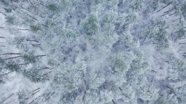 Kyiv, Ukrayna. Yoğun bitki örtüsüyle karlı ormanın inanılmaz manzarası. Kışın siyah beyaz panoramik manzara. Yüksek kalite 4k görüntü