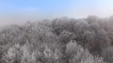 Kyiv, Ukrayna. Güneşli bir havada sık yaprak döken ormanın panoramik manzarası. Karşıt ufuk çizgisinin resim gibi manzarası. Yüksek kalite 4k görüntü