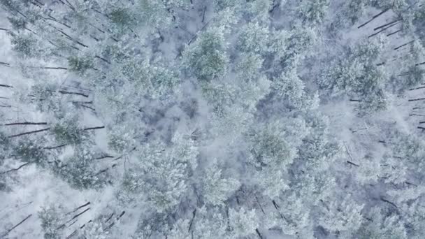 Kiev Oekraïne Verbazingwekkend Landschap Van Besneeuwd Bos Met Dichte Vegetatie — Stockvideo