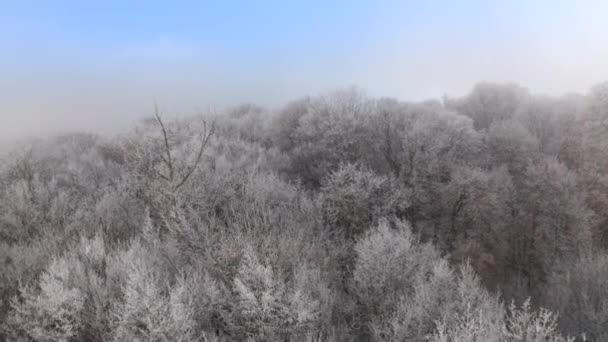 ウクライナのキエフ 晴れた日には鬱蒼とした落葉樹林のパノラマの景色 対照的なスカイラインの絵のような風景 高品質4K映像 — ストック動画