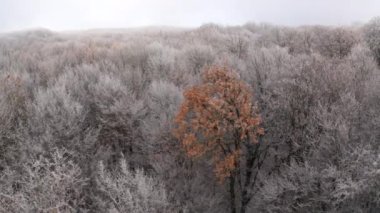 Kyiv, Ukrayna. Karlı ve sık ormanlarda portakal yaprakları olan uzun ağaç. Kışın muhteşem doğal manzaranın havadan çekilmiş görüntüleri. Yüksek kalite 4k görüntü
