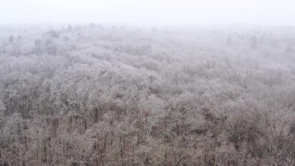 Kiev Ucraina Riprese Aeree Una Fitta Foresta Ricoperta Neve Pittoresco — Video Stock