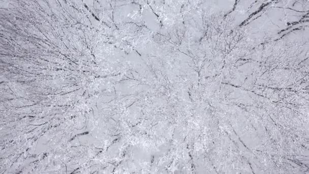 Nagranie Dronów Lasu Brzozowego Śniegu Fairy Zimowy Krajobraz Białych Kolorach — Wideo stockowe