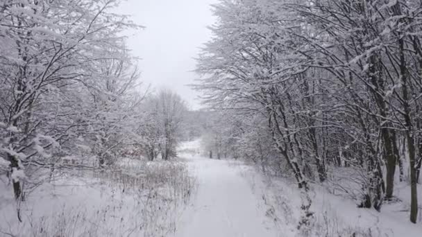雪の厚い層で覆われた自然の森の風景の空中ビュー 早朝のアルプス地方では 鮮やかな色の霜の木の上に囲まれています 高品質4K映像 — ストック動画