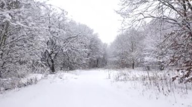 Yoğun ormanda, tüylü beyaz karla kaplı peri masalı kışı. Kalın kar taneleri katmanlı kırsal ağaçların manzaralı manzarası. Yüksek kalite 4k görüntü
