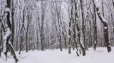 Zeminin havadan görünüşü ve taze, yumuşacık kar taneleri içinde ağaçlar. Karanlık ve kasvetli bir sabahta güzel bir kış alp manzarası. Yüksek kalite 4k görüntü