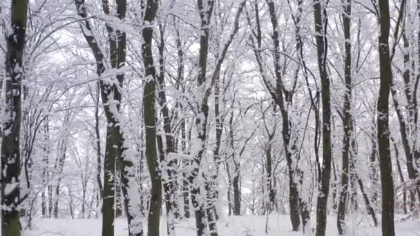 Molnigt Silhuett Sett Genom Trädtopparnas Grenar Täckt Med Snö Flygfoto — Stockvideo