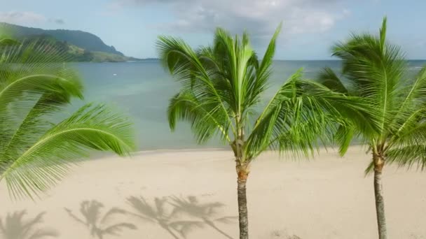 关闭空中4K的风景秀丽的棕榈树 缓慢地在海风中摇曳 以夏威夷风景秀丽的自然景观为背景 沐浴在日出的阳光下 云下的史诗般的青山 — 图库视频影像