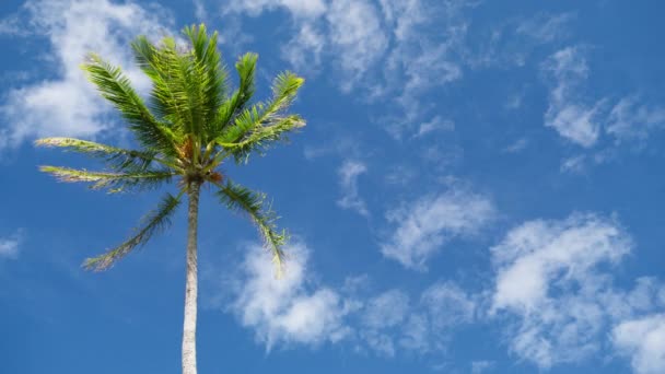 Widok Palmy Kokosowej Falowaniu Zwolnionym Tempie Zielona Palma Tle Błękitnego — Wideo stockowe