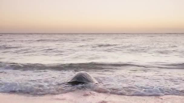 Морські Тропічні Черепахи Дикій Природі Морська Черепаха Повільно Повзе Берега — стокове відео