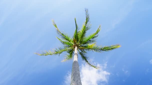 Mükemmel Bir Tatil Gününde Yeşil Palmiye Ağacı Olan Cennet Tropikal — Stok video