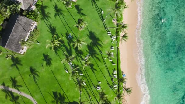 Aerial View Drone Shot Coconut Palm Trees Park Oceanfront Resort — Vídeos de Stock