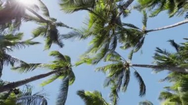 Mavi arka planda yeşil palmiye ağacı. Güneşe karşı palmiye ağaçlarının manzarası. Tropik Hawaii adasındaki plaj. Güneş ışığında palmiye ağaçları. Sinema Çekimi Hindistan cevizi palmiye ağaçları alt görünüm, sosyal medya arkaplan