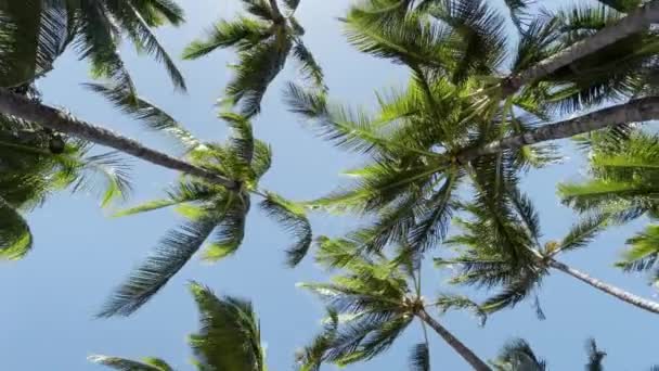 Circling Shot Palm Trees Bright Sun Sunshine Beach Tropical Hawaii — Stockvideo