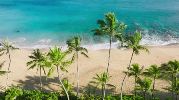 暑期旅行复印背景 美丽的空中海滩景色 绿油油的棕榈树在海风中缓缓摇曳 空旷的金色沙滩 迷人的淡蓝色绿松石般的波浪 — 图库视频影像