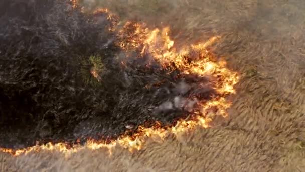 农田里稻草燃烧的头像 空中拍摄的橙色火焰被黄色的庄稼包围着 高质量的4K镜头 — 图库视频影像