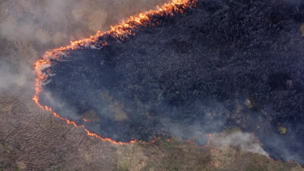 Légi Kilátás Tábortűz Sárgás Szalma Között Füsttel Körülvéve Narancs Lángok — Stock videók