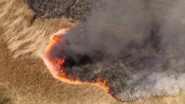 Nagranie Dronów Wypalonych Pól Trawy Niebezpieczne Ognisko Świeżym Powietrzu Dymem — Wideo stockowe
