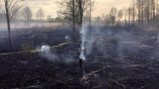 Widok Lotu Płonącej Ziemi Lasem Tle Niebezpieczny Otwarty Ogień Lesie — Wideo stockowe