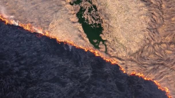 Farlig Öppen Eld Skogen Med Tät Rök Ovanför Flygbilder Från — Stockvideo